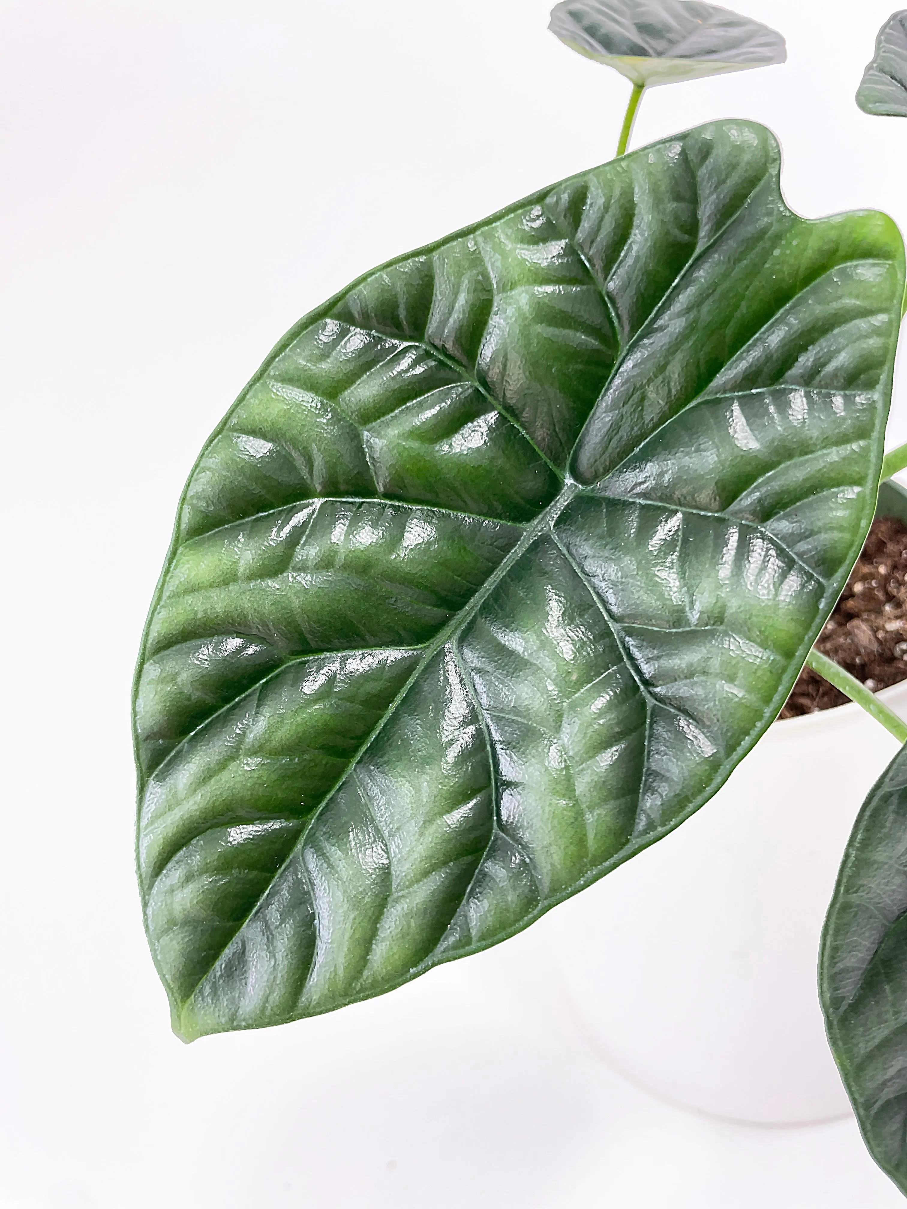 Alocasia Sinuata 'Quilted Dreams'