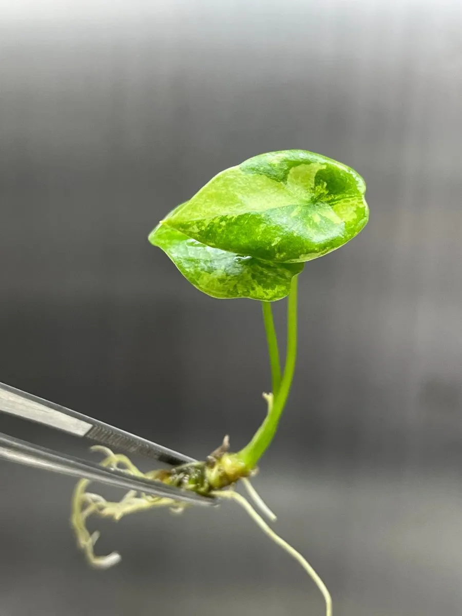 Alocasia Sinuata Variegated Plantlet