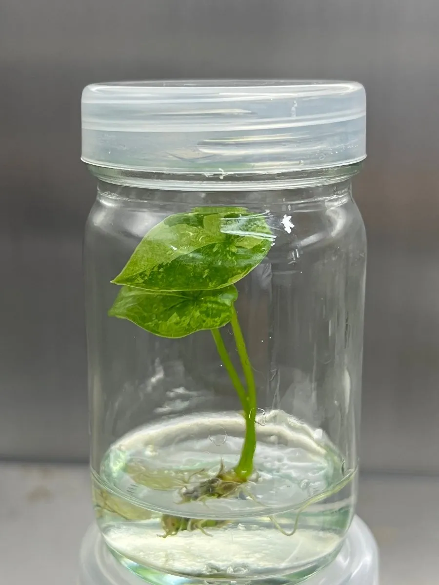 Alocasia Sinuata Variegated Plantlet