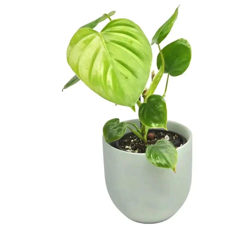 Philodendron eximium