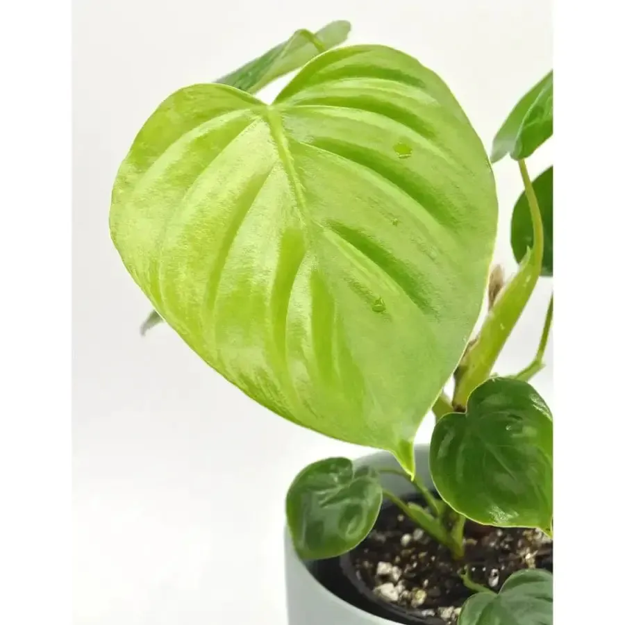 Philodendron eximium