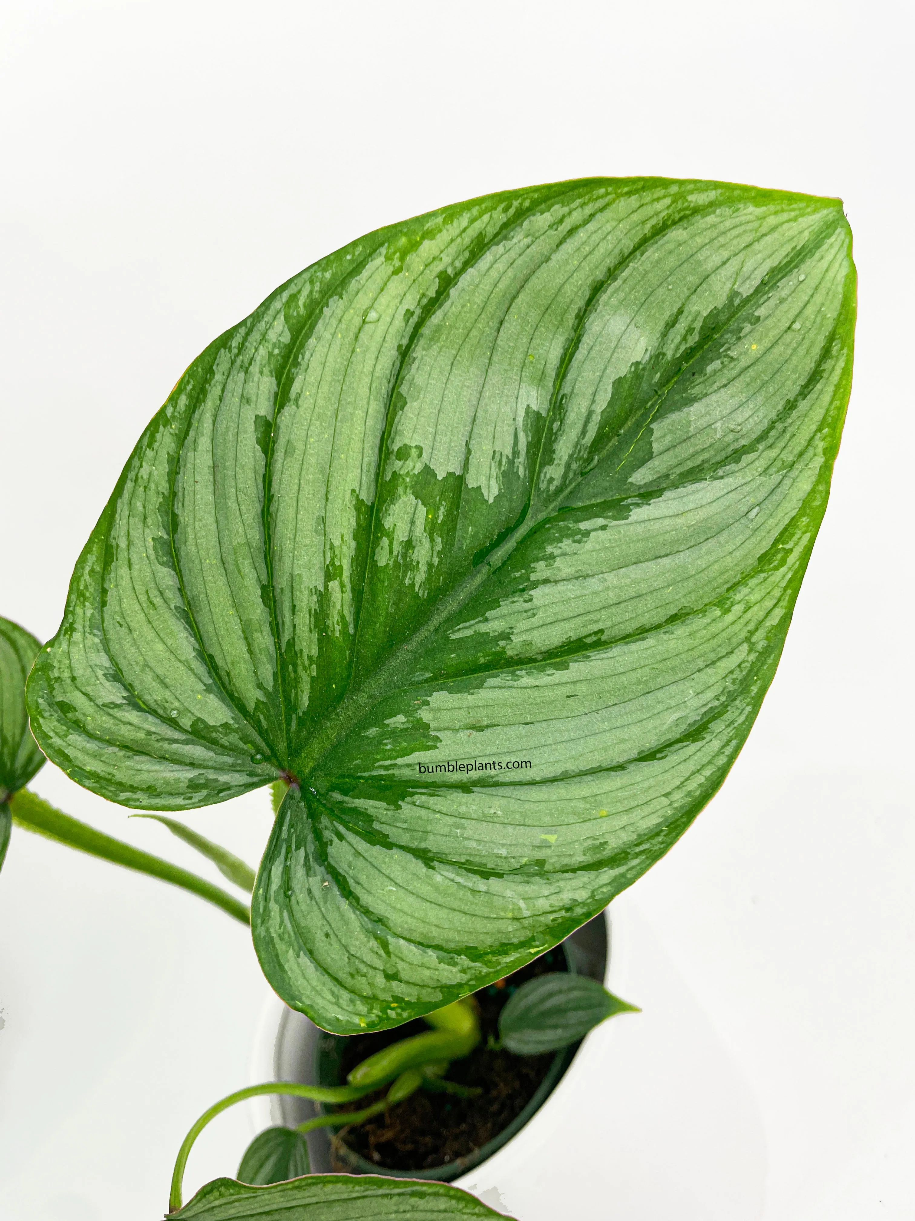 Philodendron Mamei 'Silver Cloud'