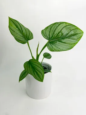 Philodendron Mamei 'Silver Cloud'