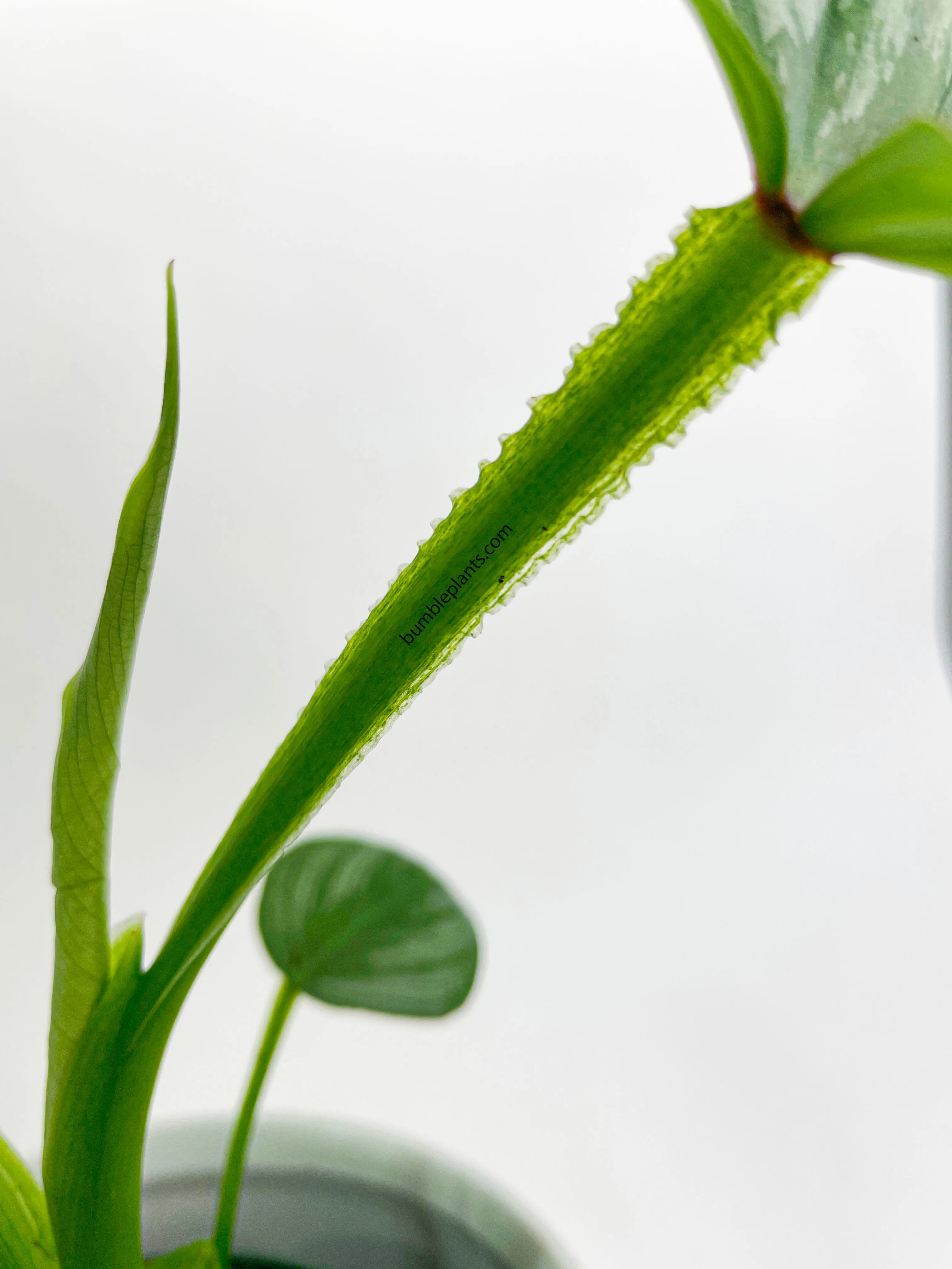 Philodendron Mamei 'Silver Cloud'