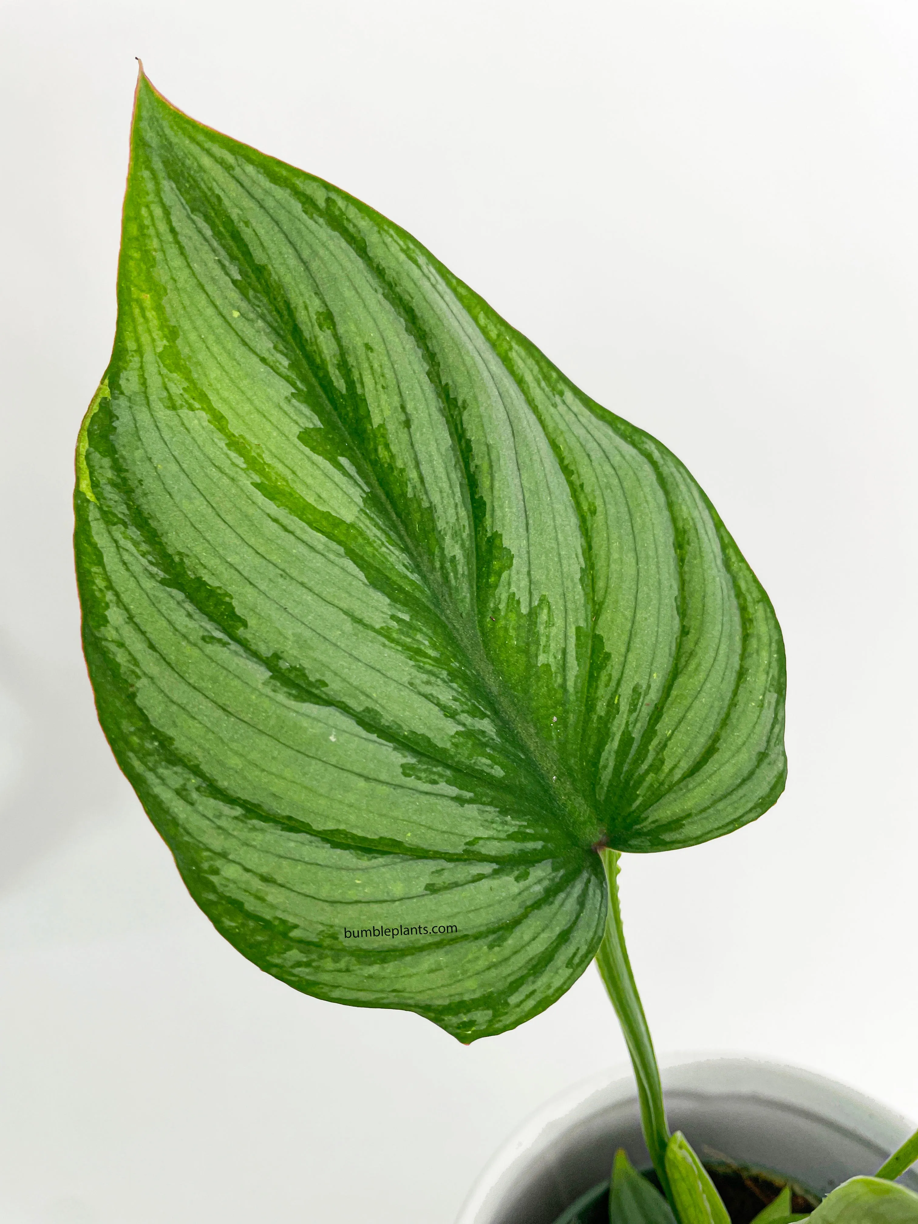 Philodendron Mamei 'Silver Cloud'